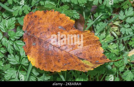 Nahaufnahme von getrockneten Herbstblättern auf grünem Gras Stockfoto