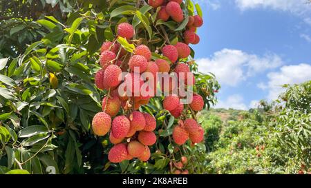 Litschi-Frucht auf dem Baum zum Pflücken. Stockfoto