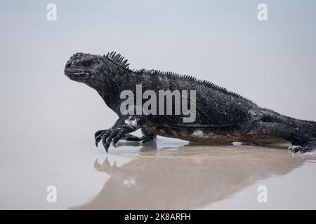 Galapagos Marine Iguana, der über den Strand läuft, mit Spiegelungen im nassen Sand Stockfoto