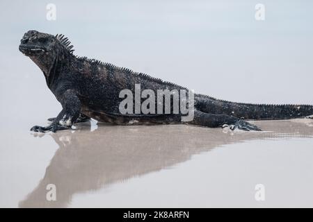 Galapagos Marine Iguana, der über den Strand läuft, mit Spiegelungen im nassen Sand Stockfoto