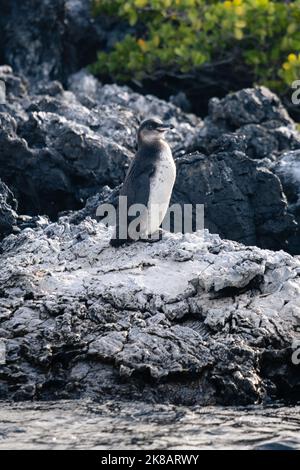 Galapagos-Pinguin, der die Sonne genießt Stockfoto