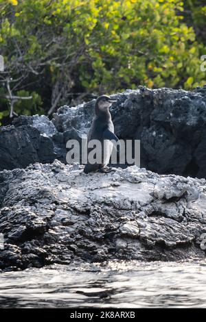 Galapagos-Pinguin, der die Sonne genießt Stockfoto