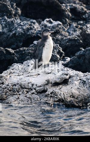 Galapagos-Pinguin, der die Sonne genießt Stockfoto