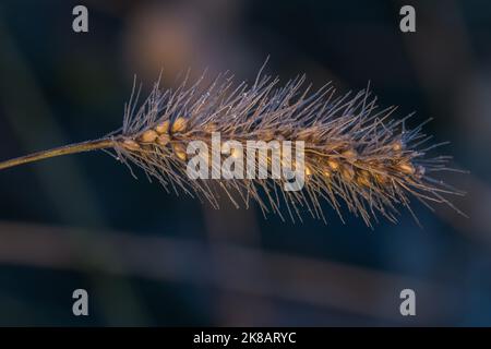 Pflanzen mit Frost im Morgenlicht Stockfoto