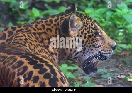 Weibliche jaguar im Zoo Käfig in Chiapas, Mexiko. Großkatze (Panthera onca) im Gehege Stockfoto