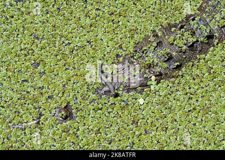 Amerikanisches Krokodil (Crocodylus acutus) schwimmt im Flusswasser in Chiapas, Mexiko, Mittelamerika. Stockfoto