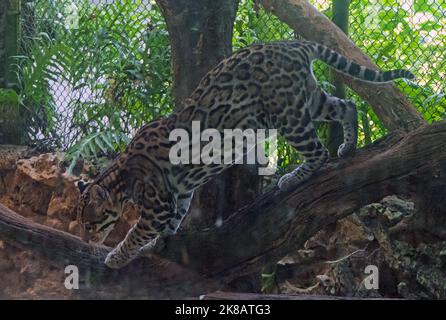 Ocelot (Leopardus pardalis) im Zoo-Käfig in Chiapas, Mexiko. Kleine Katze im Gehege Stockfoto