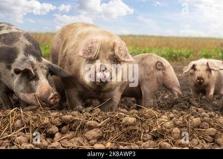 Schweine genießen die Kartoffeln auf dem Feld. Stockfoto