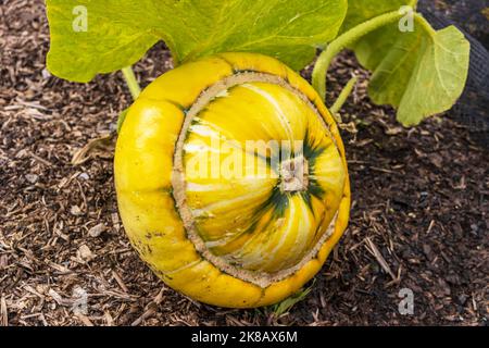 Kürbis oder Cucurbita maxima 'Turk's Turban', der in einem Gemüseanbau wächst. Stockfoto