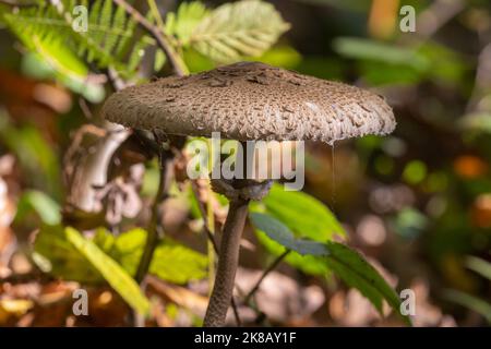 Im Wald wachsender Sonnenpilz (Macrolepiota procera) Stockfoto