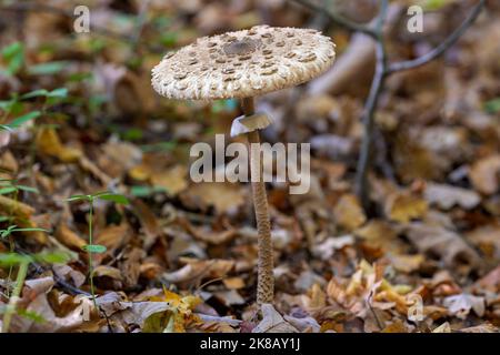 Im Wald wachsender Sonnenpilz (Macrolepiota procera) Stockfoto