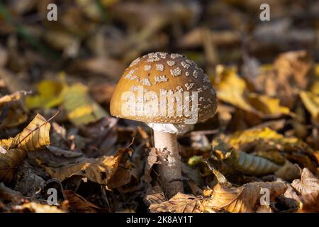 Amanita pantherina, auch bekannt als Panthermütze Stockfoto