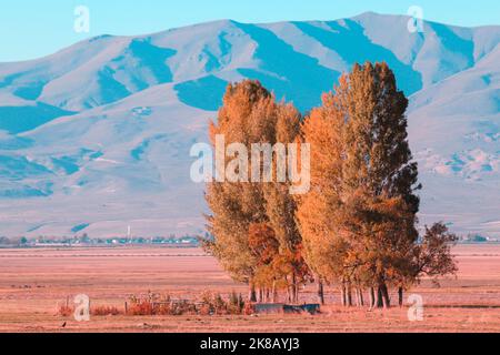 Orangenbäume auf der Ebene im Herbst an einem schönen sonnigen Tag. Stockfoto