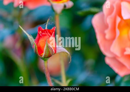 Ein Busch von orange-rosa blassen Rosen in einem Sommergarten. Knospe orange - rosa blass Rose in der Verwirrung des Sommergartens. Stockfoto