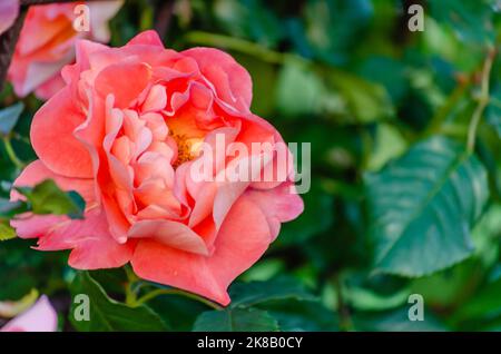 Ein Busch von orange-rosa blassen Rosen in einem Sommergarten. Blühende orange-rosa blass Rosen in der Verwirrung des Sommergartens. Stockfoto