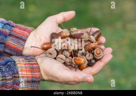 Eine Handvoll reifer, herbstlicher Eicheln auf männlichen Palmen, unfokussierter, grüner Grashintergrund Stockfoto