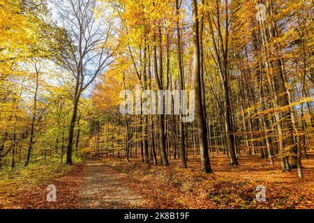 Blick auf die malerische bunte Landschaft, der Weg in den Buchenwald. Bäume mit orangefarbenen, braunen und gelben Blättern. Heller, sonniger Herbsttag mit blauem Himmel. Stockfoto