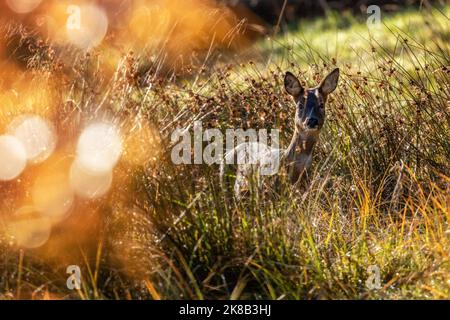 Ben Rhydding, West Yorkshire. Britische Tierwelt - 22. Oktober 2022: Eine besondere Begegnung im herbstlichen Morgenlicht mit einem neugierigen Reh (Capreolus capreolus), der in hohen Gräsern steht. Ben Rhydding, West Yorkshire, Großbritannien. Quelle: Rebecca Cole/Alamy Live News Stockfoto