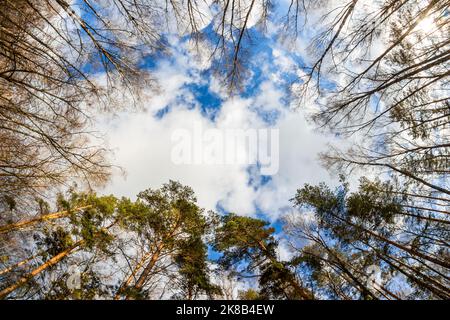 Baumwipfel im Wald vor dem Hintergrund des Himmels, von unten nach oben mit dem Effekt eines Fischauge Stockfoto