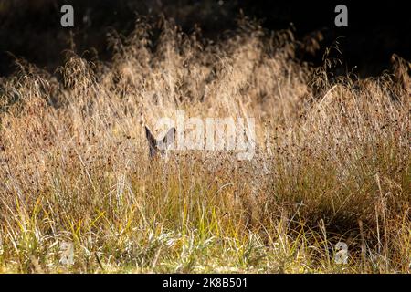 Eine besondere Begegnung im herbstlichen Morgenlicht mit einem neugierigen Reh (Capreolus capreolus), der sich in hohen Gräsern versteckt und nach draußen schaut. Yorkshire, Großbritannien Stockfoto