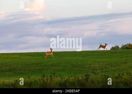 Weißschwanzböcke laufen auf einem Feld im Norden von Wisconsin. Stockfoto