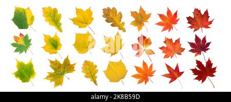 Set aus grünen, gelben, orangen und roten Blättern isoliert auf weiß. Herbstlich gefärbtes kanada und japanischer Ahorn, Eiche, Traube, platanblätter Verlauf. Transitio Stockfoto