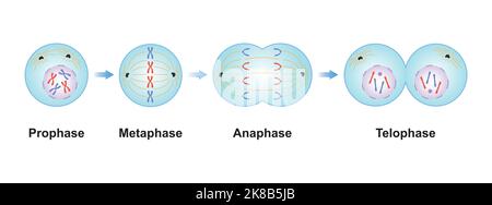 Wissenschaftliche Gestaltung von Mitosisephasen (Zellteilung). Bunte Symbole. Vektorgrafik. Stock Vektor