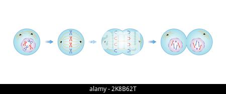 Wissenschaftliche Gestaltung von Mitosisephasen (Zellteilung). Bunte Symbole. Vektorgrafik. Stock Vektor