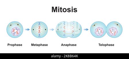 Wissenschaftliche Gestaltung von Mitosisephasen (Zellteilung). Bunte Symbole. Vektorgrafik. Stock Vektor