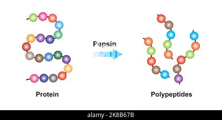 Wissenschaftliche Entwicklung des Pepsin-Enzym-Effekts auf Proteinmoleküle. Vektorgrafik. Stock Vektor