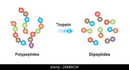 Wissenschaftliche Entwicklung des Trypsin-Enzym-Effekts auf das Polypeptid-Molekül. Vektorgrafik. Stock Vektor