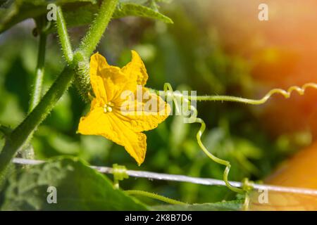 Blüte und Frucht von Gurken. Grüne Gurken. Gelbe Blume am Ast. Gurken im Gewächshaus anbauen. Gemüsefarm im Dorf. Stockfoto