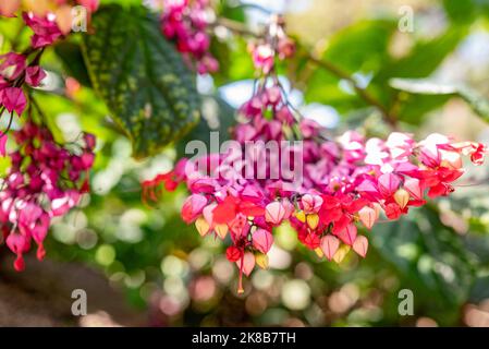 Meist verschwommene blutende Herzweinblüten aus der Nähe. Lila und rote Blüten Stockfoto