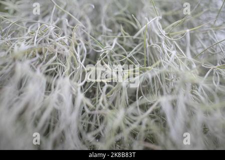 Verschwommener Bart aus der Nähe. Fast weiße Tillandsia usneoides spanisches Moos Stockfoto