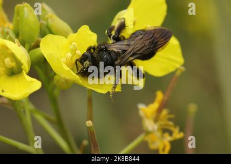 Nahaufnahme eines Weibchen der seltenen schwarzen Bergbaubiene, Andrena pilipes auf einer gelben Blume Stockfoto