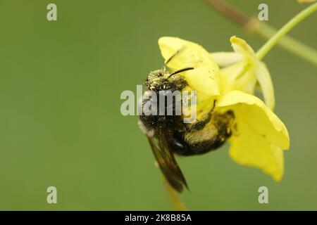 Nahaufnahme eines Weibchen der seltenen schwarzen Bergbaubiene, Andrena pilipes auf einer gelben Blume Stockfoto