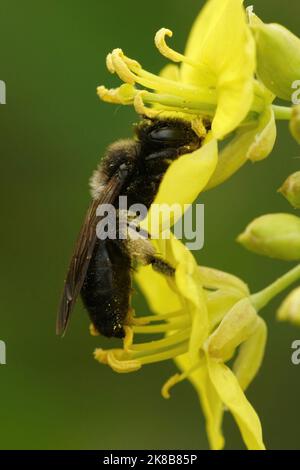 Nahaufnahme eines Weibchen der seltenen schwarzen Bergbaubiene, Andrena pilipes auf einer gelben Blume Stockfoto