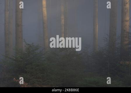 mystische Schweizer Landschaft im Buchenwald mit wenigen Blättern, die in der kalten Jahreszeit von dichtem Nebel umhüllt sind Stockfoto