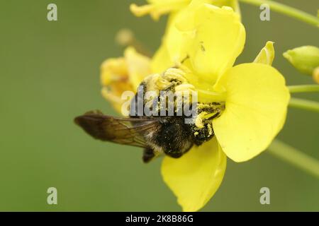 Nahaufnahme eines Weibchen der seltenen schwarzen Bergbaubiene, Andrena pilipes auf einer gelben Blume Stockfoto