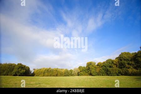 Waldbilder aus dem Frühherbst, aufgenommen in Großbritannien Stockfoto