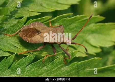 Nahaufnahme des braunen Dock-Käfer, Coreus marginatus auf einem Tansy-Blatt Stockfoto