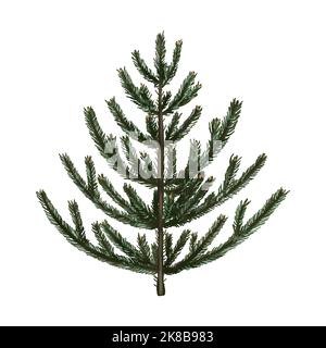 Aquarell grüner Weihnachtsbaum. Realistische Darstellung der Fichte. Detailreicher Weihnachtsbaum Stockfoto