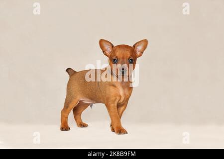 Ein charmanter, glatter Welpe steht und starrt in die leere Reichweite. Ein kleiner, brauner Hund auf hellem Hintergrund. Reinrassige Welpen Mini Pinscher auf einem grauen Hintergrund. Stockfoto