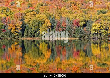 Perfekte Reflexionen der Herbstfarben am Monroe Lake, Mont-Tremblant National Park, Quebec Stockfoto