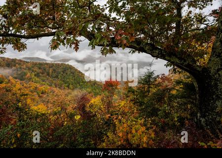 Looking Down on Cloud Inversion durch Herbstfarben entlang des Blue Ridge Parkway Stockfoto