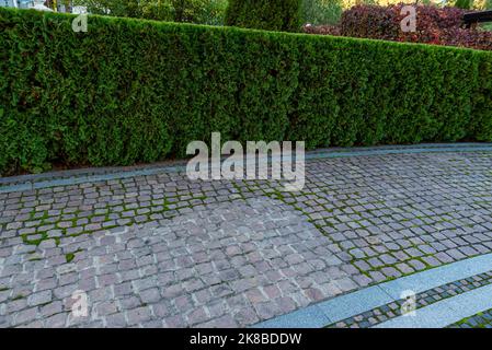 Hinterhof Landschaftsgestaltung mit Fußwegen aus roten Fliesen und immergrünen Hecken aus Busch Thuja und geformten Arborvitae Baum, Weg zum Eingang Glastür auf bauen Stockfoto