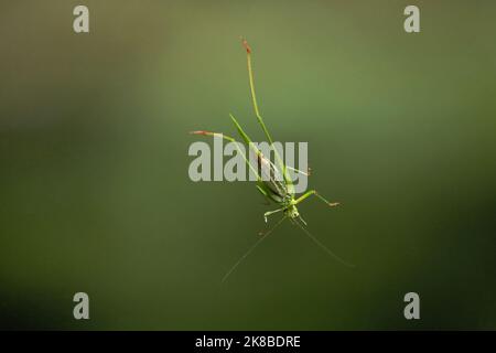 Nahaufnahme der Unterseite eines Katydid-Insekts/Käfer auf einem Fenster Stockfoto