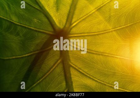 Nahaufnahme eines grünen Caladium-Blattes Stockfoto