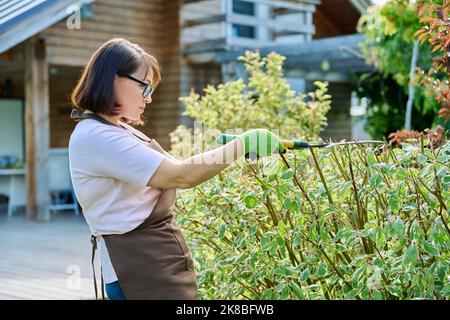 Gärtnerin schneidet eine Hecke im Hinterhof Stockfoto