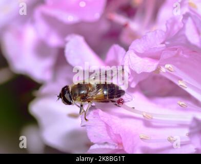 Drohne Fly Baden im Sonnenschein auf einer rosa Blume Stockfoto